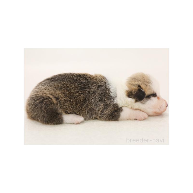 成約済の神奈川県のウェルシュコーギーペンブローク-405190の4枚目